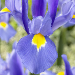 iris ensata caerula